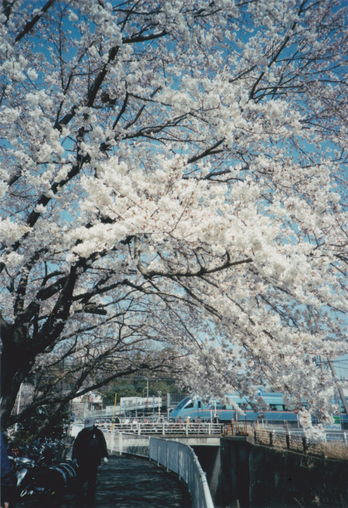 caelestial:  桜とMSE by Yukijiro. on Flickr.