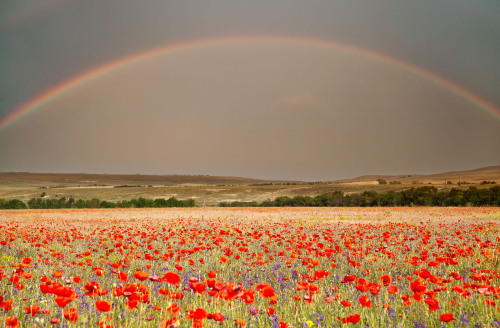 expressions-of-nature:by Yuliya Rublevskaya