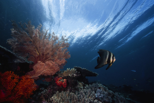 Sea fans and a batfish inside the current at Mike&rsquo;s Point Reef. by David Doubilet