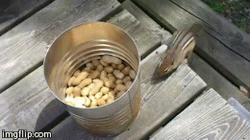 sizvideos:  How to catch a chipmunk -Video