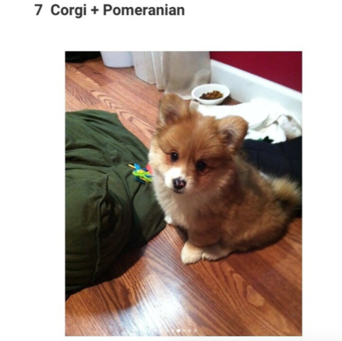 babyanimalgifs: 10 Adorable Photos of Corgis Mixed With Other Dog Breeds :D eeeee~! <333