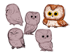 losassen:I love owls so here have some owl drawings 