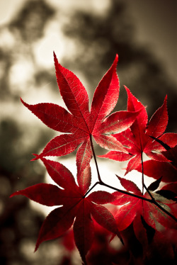 drxgonfly:  Japanese Maple (by Keitha) 