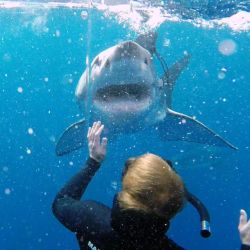 passionate-sharks:  Via discovery.com   