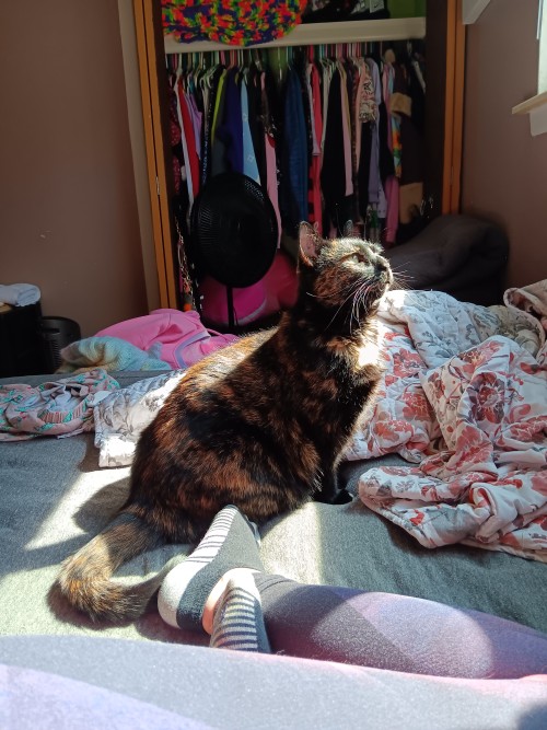 a picture of my cat, sitting upright in the middle of my bed, and staring up and out towards the window to the right. the sun is pouring over her, and lighting the tips of her fur into white static, and glowing across her back. she is a dark tortoiseshell cat with long white whiskers. the bedspread around her is messy and rumpled, but she looks so brightly angelic despite it all.