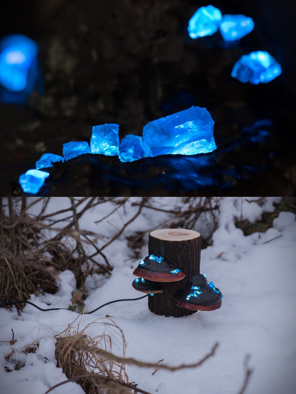 sosuperawesome: Never before documented, discovered in wild northern forests these