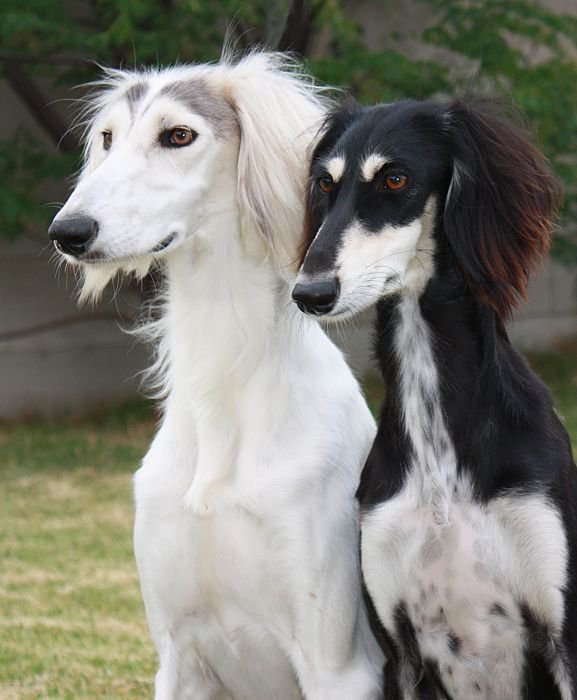 fleetwindsaluki:  Puzzle and Chess - Siblings 