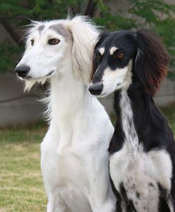 fleetwindsaluki:  Puzzle and Chess - Siblings