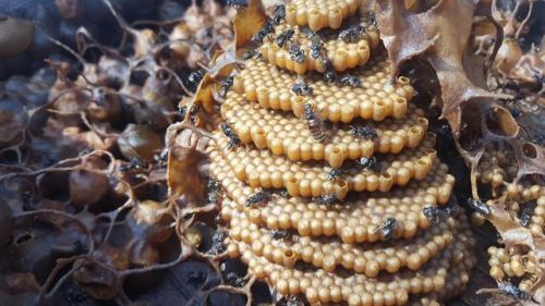 bobbycaputo:Stingless Bees Are Creating Beautiful Spiraling Hives in Australia