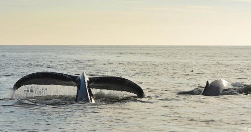 whaletalesorg: Big Mama and her Calf in the Strait of Georgia. To read this story (and more!), follo
