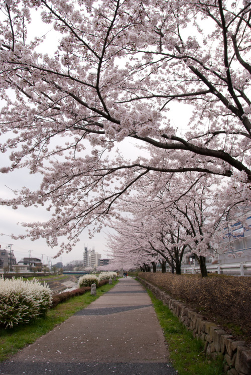 miizukizu:大栗川桜並木 Hachioji,Tokyo,JapanBy : Eiji Saito