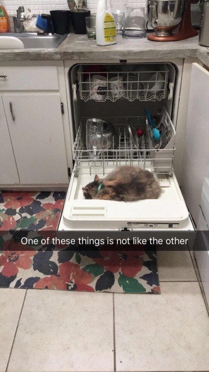 dishwasher