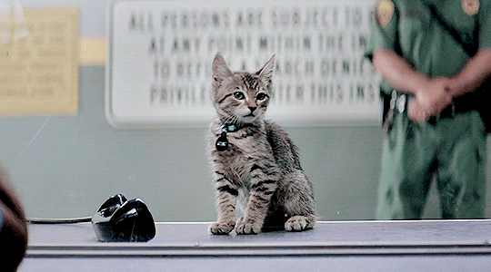 XXX marthajefferson:CATS IN MOVIES 🐈 Bell, photo