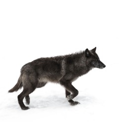 beautiful-wildlife:  Black Wolf by Jim Cumming 