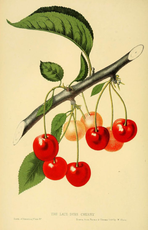 The Fruits of America, The late Duke Cherry, 1848-56. By Charles Hovey. It is the first major Americ