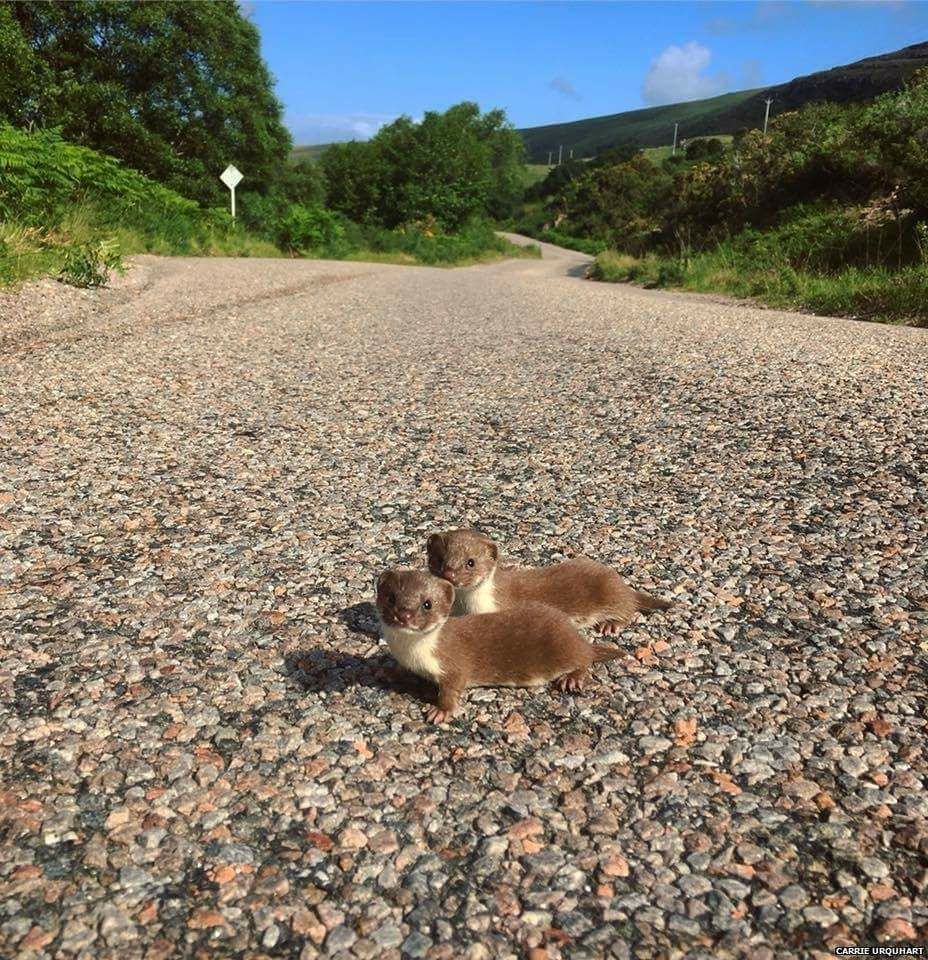 pagewoman:  Two baby Weasels pause for a photograph while scampering across a scenic