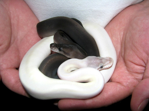 snake-lovers:  Super Mojo and Super Black Pastel Ball Pythons (Python regius)