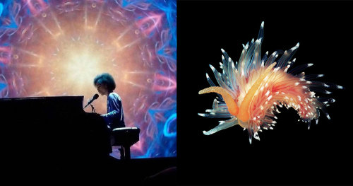 Not Bowie, but Prince when he paid tribute to Bowie. This is Bowiebranchia’s tribute to Prince