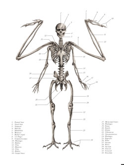 ea-solinas:  Pictures from The Resurrectionistby E.B. Hudspeth. I recommend it wholeheartedly! It’s full of pictures like these! It’s on amazon.