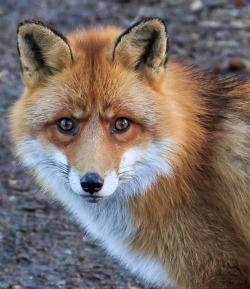 beautiful-wildlife:  Red Fox Portrait by Johannes