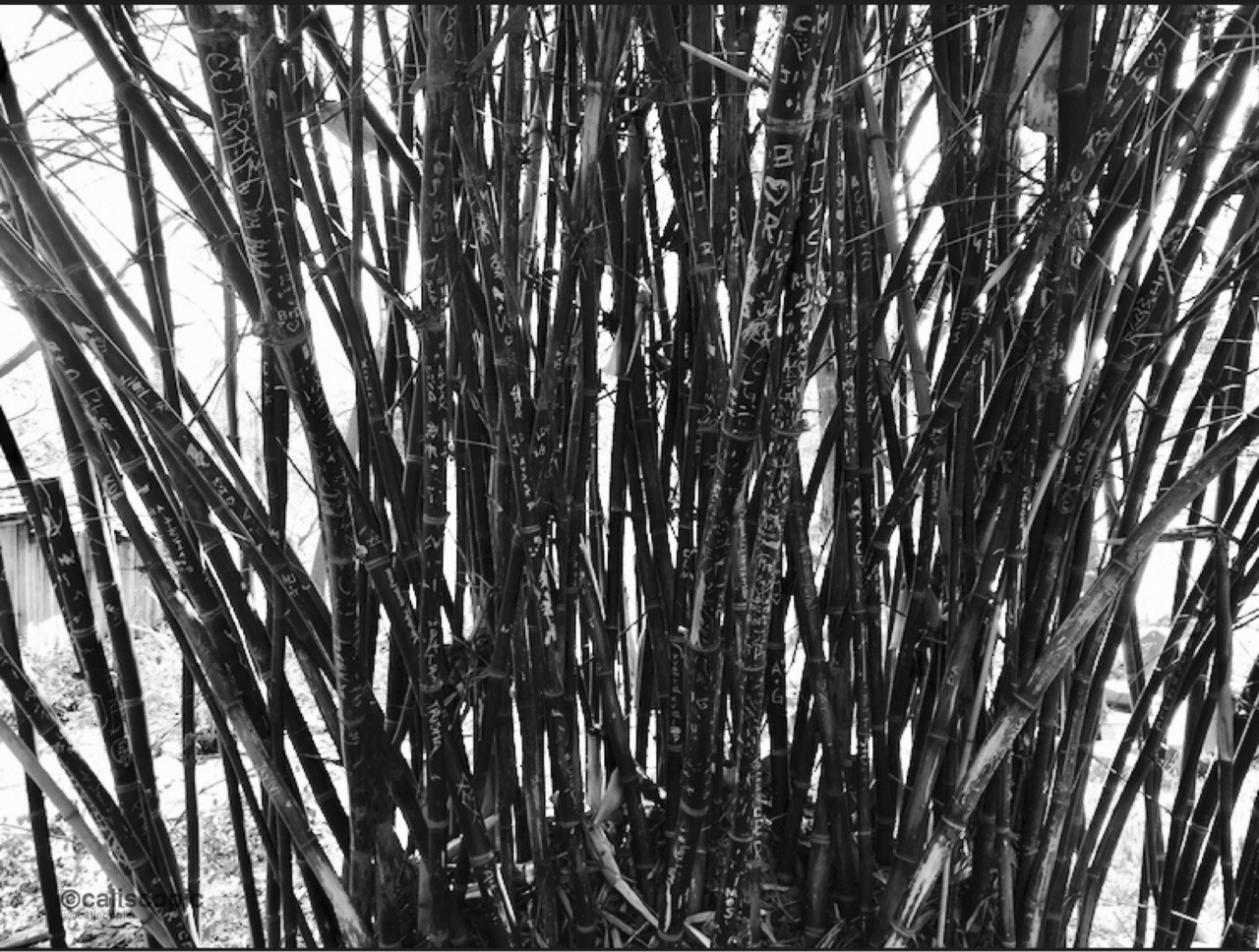 Bw Aesthetics Tumblr Gallery bw-aesthetics-tumblr-gallery