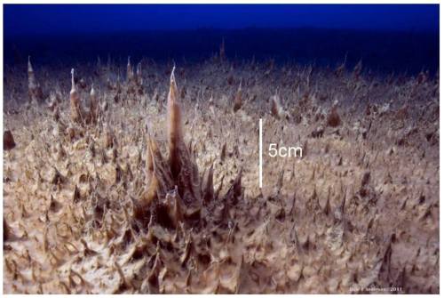 Alien SpiresThis isn&rsquo;t a picture of a sci-fi alien metropolis. Microbes at the bottom of i