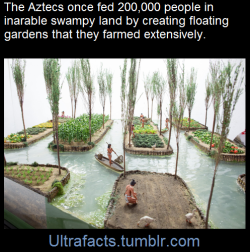 ultrafacts:  How on earth would you feed a city of over 200,000 people when the land around you was a swampy lake? Seems like an impossible task, but the Aztec managed it by creating floating gardens known as chinampas, then they farmed them intensively.