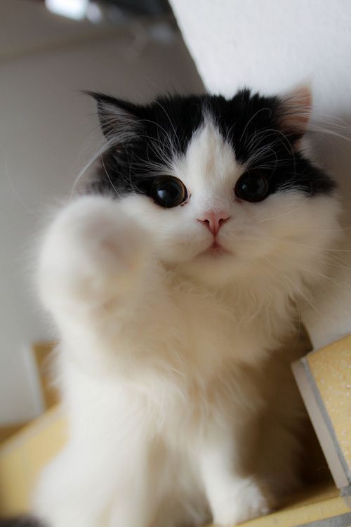 pet-corner:  Imma boop you! / via 