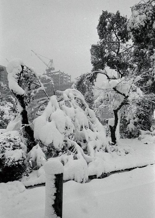 gacougnol:Kiyoshi NiiyamaHibiya Park,  Sakuradamon 1969