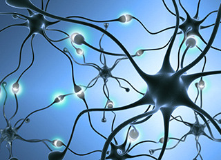 New role for immature brain neurons in the dentate gyrus identified