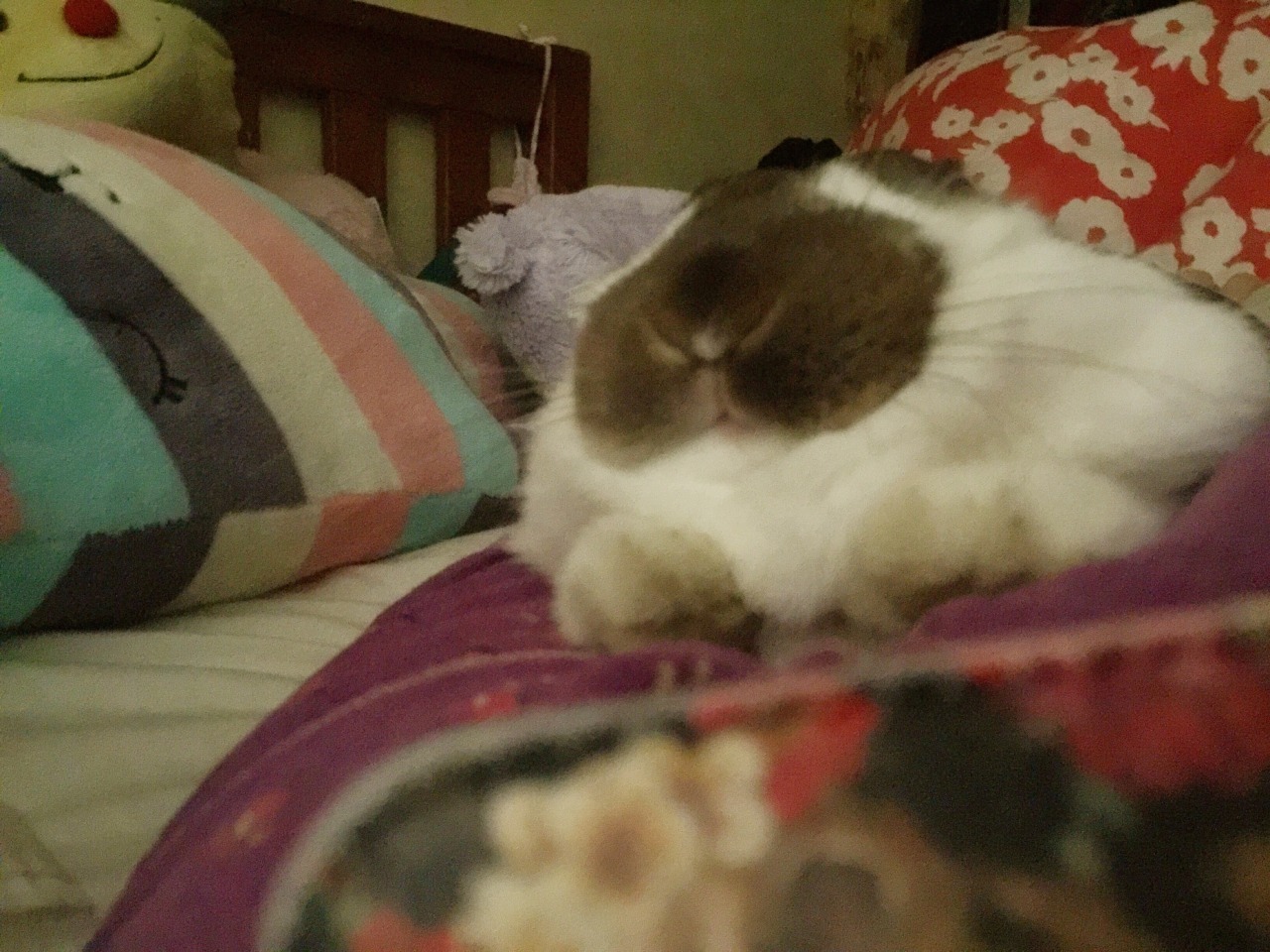 pladim:  nikaalexandra:  me and VB cuddle in the morning before I have to go to class