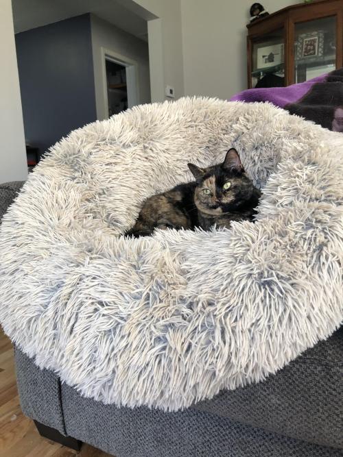 supermodelcats:Lucy (full name Lucifer) in her fluffy bed