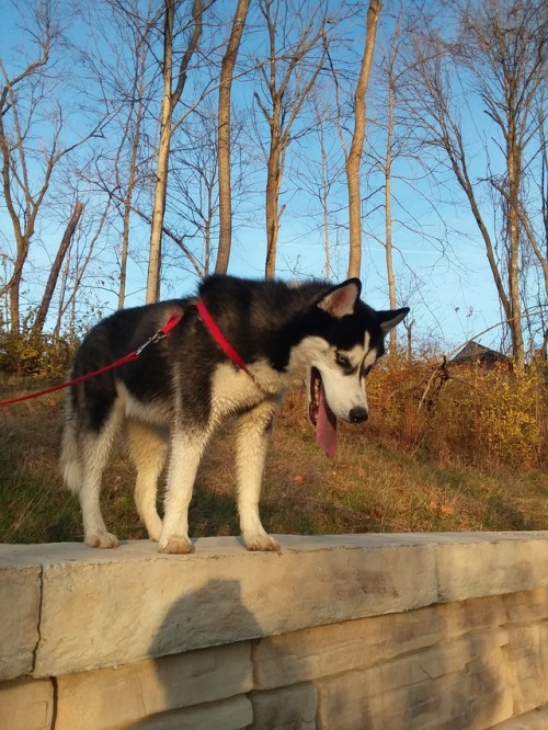 He’s got places to explore and dirt to eat.