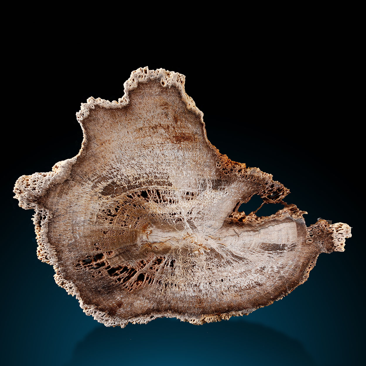hematitehearts: Petrified Wood Locality: Rauscheröd, Ortenburg, Bavaria, Germany