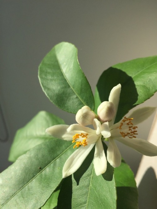 My little lemon tree has flowers! 