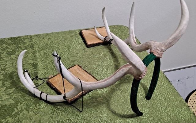 the cosplay antlers and horns I've made, the horns are finally done!!
These are always so much fun to make, if anyone 