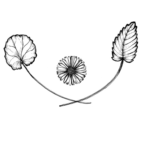‘Centella asiatica, Calendula officinalis, Melissa officinalis’Drawing of Gotu Kola, Calendula &amp;