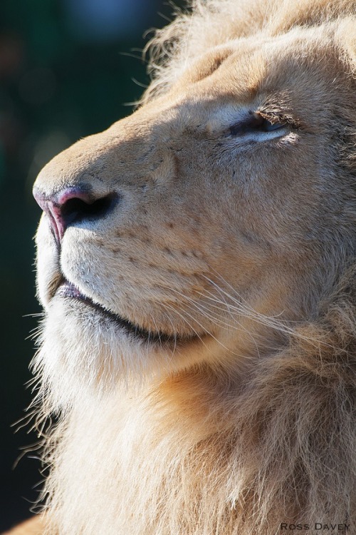 wolverxne:  Lion by: [Ross Davey] 