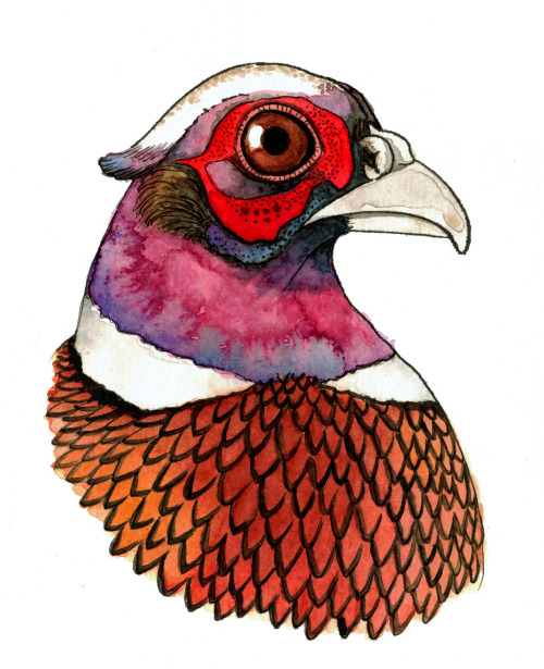 pheasant