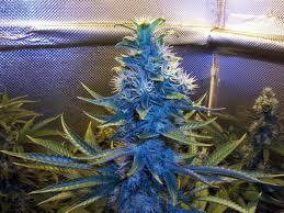 Weed and hip hop