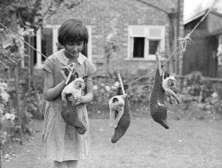 A little girl hangs three Siamese kittens
