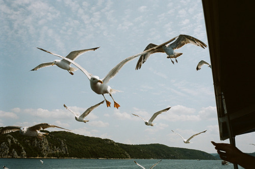 dritter-mann:“Feeding the Birds”Croatia - 2019Leica M6 - Kodak Portra 160