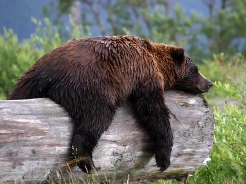 Sleepy Bear by Carol S Bock