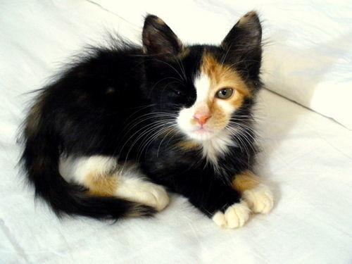 Black calico kittens