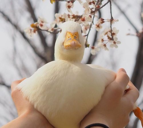 atraversso:Cutest ducky by oniwano_haru