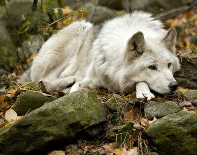 the-smiling-wolf:😊🐺💖