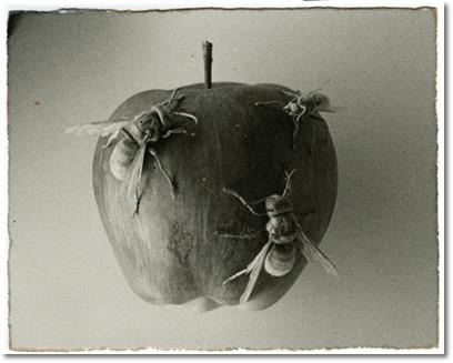 lasmicrofisuras:     Masao Yamamoto   