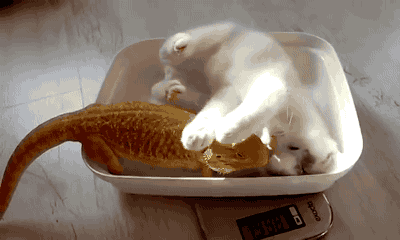 gifsboom:  Kitten cuddling bearded dragon. [video][RL Dragons]