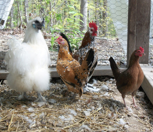 shadyufo:My dad’s other little bantam chickens. His rooster Gabby is such a pretty little guy. He’s 