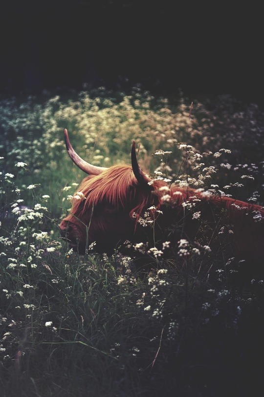 maureen2musings:    In the meadow      fridakitten   